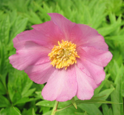 Paeonia veitchii